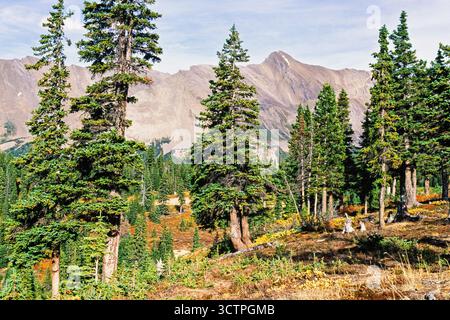 Old spruce trees in a mountainous landscape at autumn Stock Photo