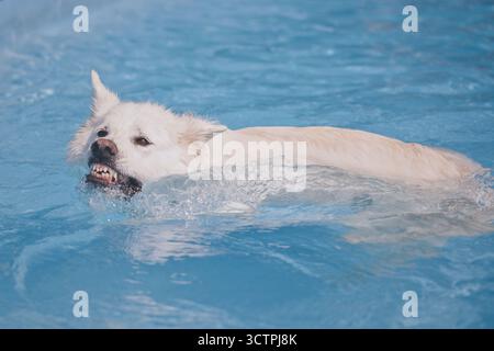 Adult female of White Swiss Shepherd Dog swimming in pool Stock Photo