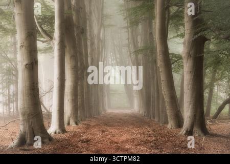 an old road in the forest with trees and fog in the autumn - De Moeren, Noord-Brabant, The Netherlands Stock Photo