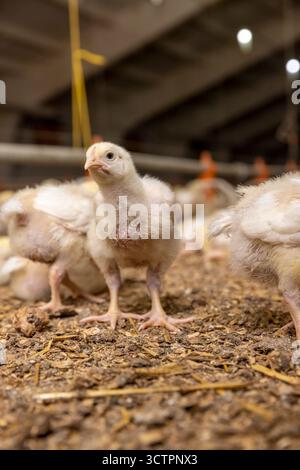 beautiful little chickens in soft yellow fluff and the first white feathers on their wings, young yellow puffs with white feathers chickens at a large Stock Photo