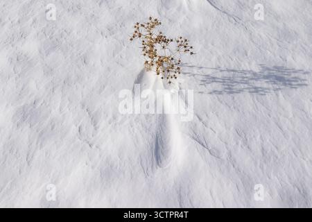 dry thorns on the snow Stock Photo