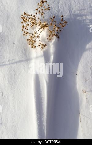 dry thorns on the snow Stock Photo