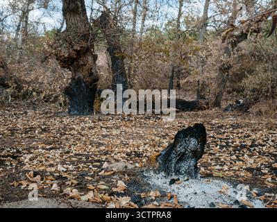 The remains of a charred tree trunk lie in the foreground, amid dry fallen leaves, grey ash, and withered grass, a stark scene after a wildfire. Stock Photo