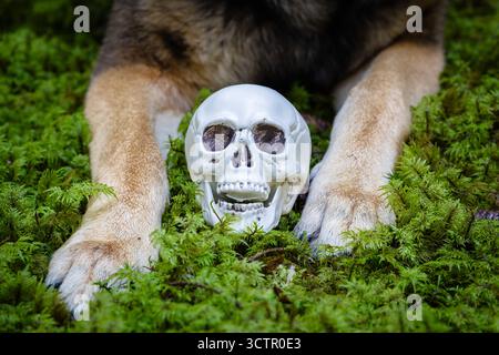 A white skull nestled between dog paws on green forest moss symbolizes mystery, nature, and the concept of Halloween. Stock Photo