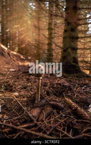 Vertical shot of a wild mushroom from the Macrolepiota procera family surrounded by pine cones and needles in an autumn forest at dawn with some mist. Stock Photo