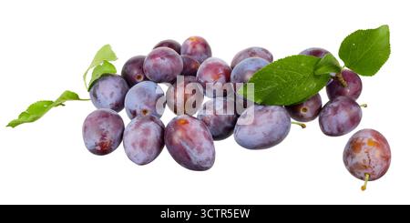 pile of fresh plums isolated on white Stock Photo