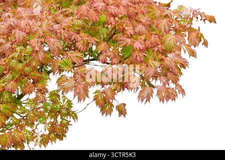 autumnal colored red and green maple tree with colorful leaves isolated on white Stock Photo
