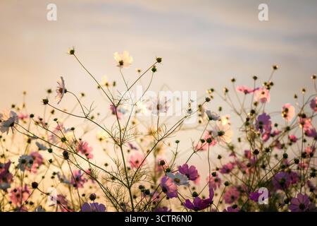 Field of pink and white cosmos flowers blooming at sunset with warm golden light and a soft pastel sky in the background. Stock Photo