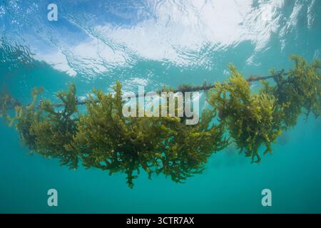 Underwater photo of seaweed growing on a rope line at a seaweed farm ...