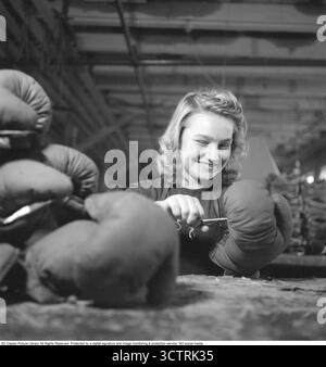 In the heart of the 1940s, amidst the clatter of machinery in Sweden’s ABC factories, a woman diligently crafts boxing gloves, her hands weaving strength into leather. The ABC factory, operational from 1909 to 1982, was renowned for producing sports and leisure goods—skates, tents, deck chairs, and canoes—blending practicality with the spirit of recreation. In 1943, as the world trembled under the shadow of the Second World War, her work stood out as a quiet act of defiance, creating tools for sport in a time of global conflict. Boxing gloves in the 1940s were handcrafted, typically from leath Stock Photo