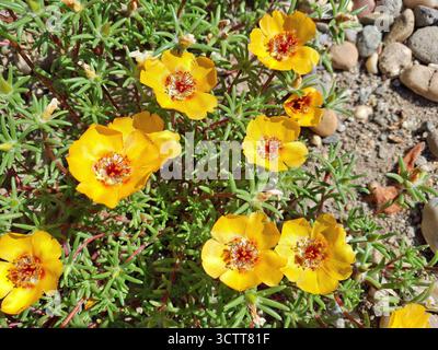 Yellow Moss-rose flowers. Portulaca grandiflora Stock Photo