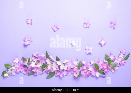 floral layout of pink hydrangea flowers on a lilac background. Top view, flat lay. Festive floral background Stock Photo