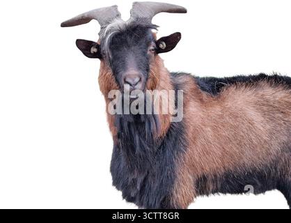 Male goat isolated on white background Stock Photo