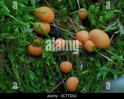 Small round orange mushrooms (Lycogala epidendrum) also called wolf s milk growing in moss on a tree stump Stock Photo