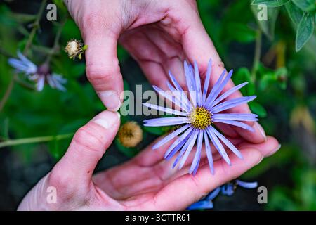 Close-up of purple aster flower with yellow center and water droplets, macro photo of wildflower Stock Photo