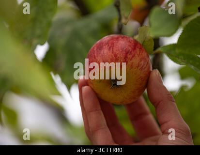Close-up photo of autumn paradise apples in hands, fresh apples on tree branch Stock Photo