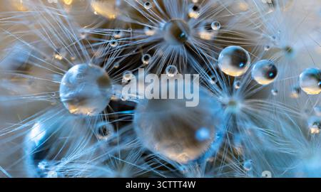 Macro photo of a fluffy dandelion after rain with large water drops, delicate white fluff with dew, top view Stock Photo