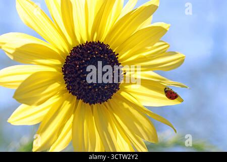 Full frame image of a Sunflower head (Helianthus annuus; Common Sunflower) against blue sky with a 7-spot ladybird (ladybug) perched on one petal. Stock Photo