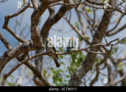 A pair of vibrant bee-eaters perched on a tree branch, showcasing their colorful plumage in a natural habitat. Stock Photo
