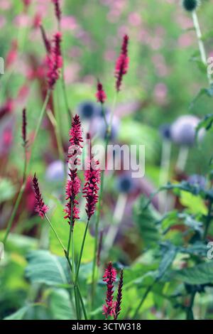 Persicaria amplexicaulis Firetail (Mountain Fleece), Red Bistort: tiny bright  crimson-red flowers on spiky stems. English garden, July Stock Photo