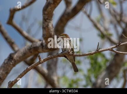 A vibrant bee-eater perches on a gnarled branch, its colorful plumage catching the sunlight against a soft, natural background. Stock Photo