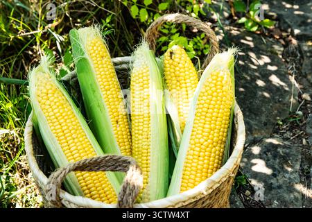 Freshly harvested yellow corn cobs with green husks are displayed in a wicker basket on a sunny farm day Stock Photo