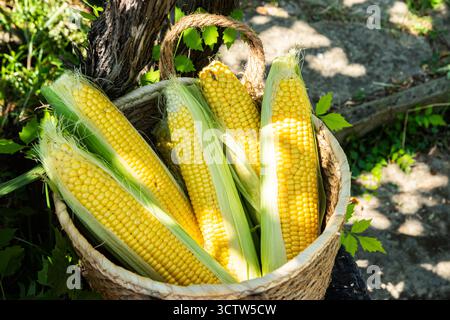 Freshly harvested yellow corn cobs with green husks are displayed in a wicker basket on a sunny farm day Stock Photo