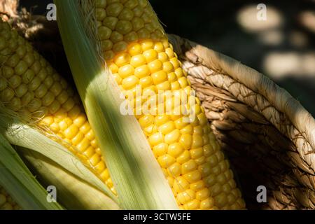 Freshly harvested yellow corn cobs with green husks are displayed in a wicker basket on a sunny farm day Stock Photo