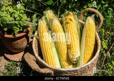 Freshly harvested yellow corn cobs with green husks are displayed in a wicker basket on a sunny farm day Stock Photo