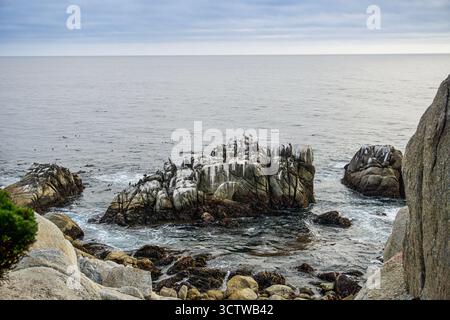 Seabirds Resting on Coastal Rocks at Pacific Ocean Shore Stock Photo