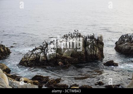 Seabirds Resting on Coastal Rocks at Pacific Ocean Shore Stock Photo