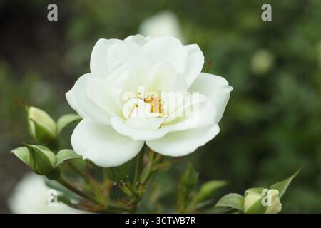 Rosa Kent, compact, spreading shrub rose with creamy white flowers, also called Rose Poulcov. Stock Photo