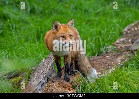 Red fox (Vulpes vulpes) hunting in grassland / meadow at edge of forest Stock Photo