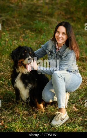 Cute Bernese Mountain Dog sits on grass with its tongue hanging out, sweltering in heat, its owner pities and pets it. Concepts pet walking, pet care, heat and animals Stock Photo