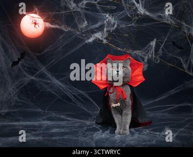 Halloween cat in a vampire costume on a dark blue background with glowing blood moon. Funny British cat in red mantle with false fangs on a rope. Copy Stock Photo