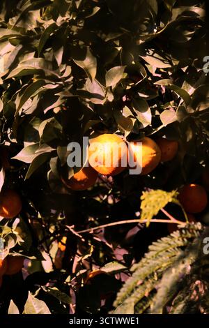 Blood oranges on the tree in Malaga, Andalucia, Spain. Stock Photo