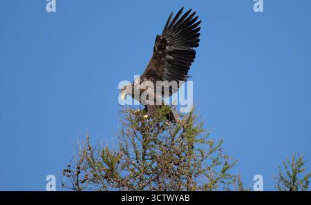 White tailed eagle perched on a branch with open wings Stock Photo