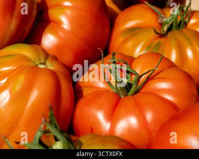 Vibrant red tomatoes with green stems fill the frame, showcasing ripe, glossy skins and rich color. Ideal for food, cooking, market, agriculture, or r Stock Photo