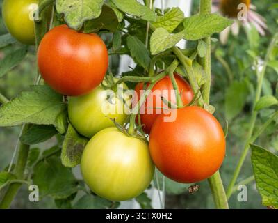 Bright cluster of tomatoes hangs on a lush vine, showing green to red ripening stages among green leaves. Ideal for garden, farming, or fresh produce Stock Photo