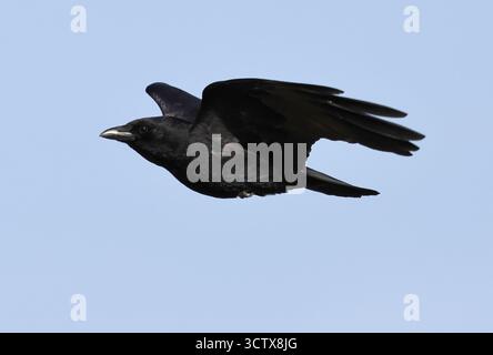 A Carrion Crow (Corvus corone) in flight in Gloucestershire UK Stock Photo