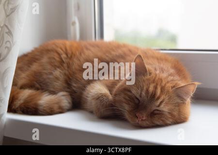 Red cat sleeps on the windowsill. Pets Stock Photo