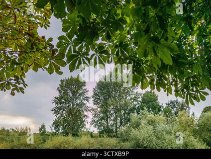A mild afternoon in England,as sunset approaches,green leaves in foreground focus,rich in texture,in the beautiful Worcestershire countryside. Stock Photo