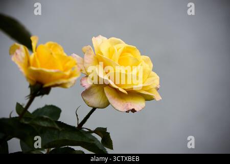 Beautiful yellow roses in full bloom stand against a blurred gray background, showcasing nature's elegance and subtle color contrasts Stock Photo