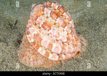 articulate harp shell, Harpa articularis, Mabini, Anilao, Batangas, Luzon Island, Philippines, Pacific Ocean Stock Photo