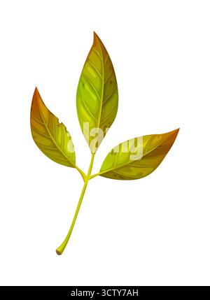 Cartoon ash leaf from seasonal autumn tree branch Stock Vector