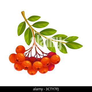 Cartoon rowan berry branch autumn tree with leaves Stock Vector