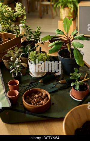 Indoor gardening scene showing various potted plants, gardening tools, small pots, and clay pellets arranged on tabletop, soil scattered around workspace, background with more greenery Stock Photo