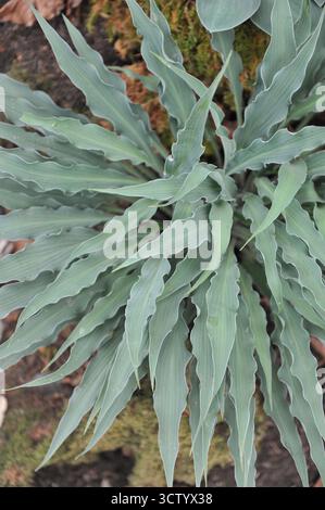 Hosta Silly String with blue-green narrow twisted leaves grows on an exhibition in May Stock Photo