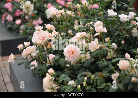 Light pink English Hybrid Tea rose (Rosa) The Elton John AIDS Foundation Rose blooms on an exhibition in May Stock Photo