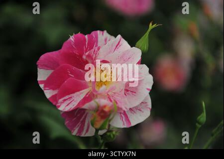 English shrub rose (Rosa) The King's Rose with magenta and white stripes and yellow stamens blooms on an exhibition in May Stock Photo